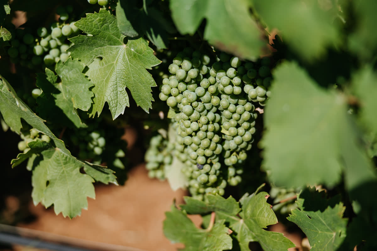 Grappolo di Primitivo in formazione