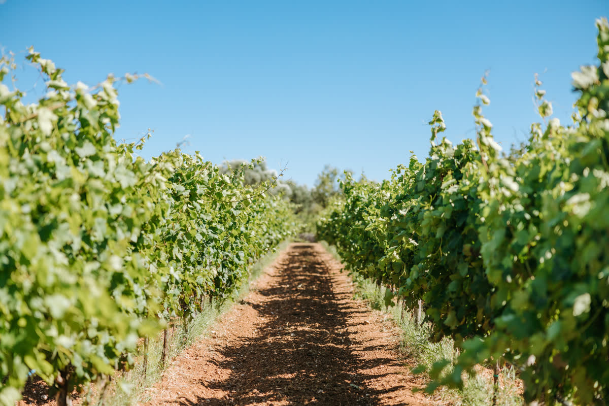 Interfilare di terra rossa tra le viti di Primitivo